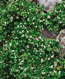 Саженец Agro-Market Кизильник стелющийся Rami 1 шт. в упаковке (177557)