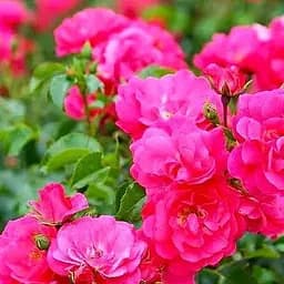 Троянда грунтопокривна Agro-Market Хайдетраум саджанець класу АА+ вищий сорт 1 шт. в упаковці (177031)