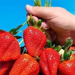 Саженец Agro-Market Клубника Эрос (средний срок созревания) 5 шт. в упаковке (37306)