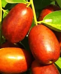 Саджанець Agro-Market Зизифус Коктебель (перехресне запилення садити по 2 саджанця різного ґатунку) 1 шт. в упаковці (25924)