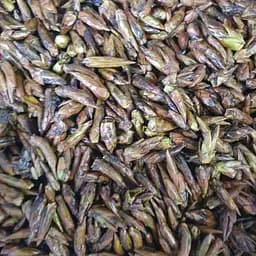 100 г осина обыкновенная почки сушеные - свежий урожай