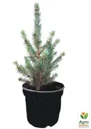 Саджанець Agro-Market Ялина колюча блакитна Super Blue Seedling S3 висота 35-45 см 1 шт. в упаковці (62746) - мініатюра 3