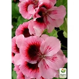 Саджанець Agro-Market Пеларгонія Королівська Aristo Fabiola (контейнер № 10 висота 10-20 см) (49107) 1 шт. в упаковці - мініатюра 2