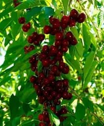 Саджанець Agro-Market Вишня карликова куляста темно-червона Зустріч (Meeting) (преміальний великоплідний середньостиглий сорт) 1 шт. в упаковці (37369)