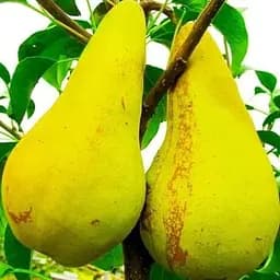 Саджанець Agro-Market Груша Конкорд (зимовий сорт, середній термін дозрівання) (46261) 1 шт. в упаковці