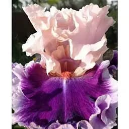 Луковица Agro-Market Ирис бородатый крупноцветковый Born This Way (183926) 1 шт.