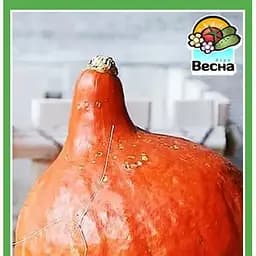 Семена Весна Тыква Кэнди Мир Большой пакет 5 г (183465)