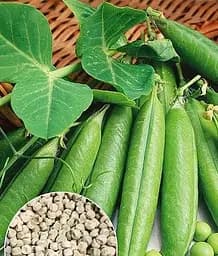 Горох Наследие Весна 100 г (177962)