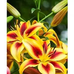 Луковица Agro-Market Лилия Viva la Vida (Гигантский цветок) (183749) 1 шт.