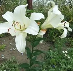 Луковица Agro-Market Лилия Гигант Pretty Woman 1 шт. в упаковке (35512)