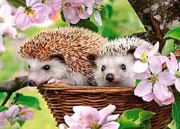 Пазлы Castorland Ежики, 120 элементов, 32x23 см, B-13319