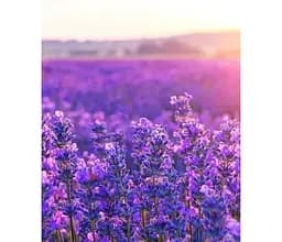 Саджанець Agro-Market Лаванда англійська вузьколиста Бузковий туман (Рurple Haze) (50819) 1 шт. в упаковці