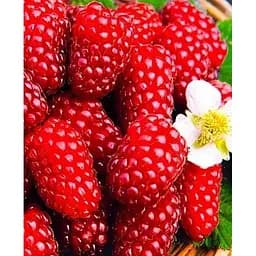 Саджанець Agro-Market Малиново - ожиновий гібрид Логанберрі (Loganberry) (ранні терміни дозрівання) Корневище 1 шт. (43049)