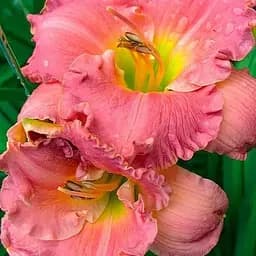 Лилейник "Chance Encounter" 1 шт (36196)