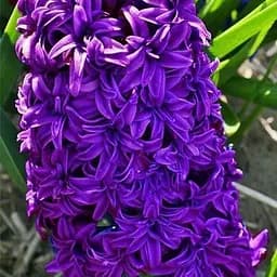 Гиацинт махровый "Crystal Palace" (размер 15/16, большой) 2 шт (17205)