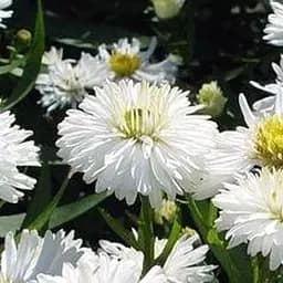 Саджанець Agro-Market Айстра ново-бельгійська White Ball (С1,5 висота 20-30см) (105529)