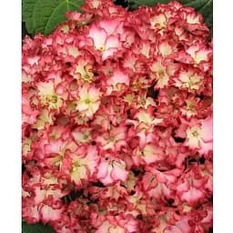 Гортензия крупнолистая 2-летняя "RoCo-Beauty of Boskoop" высота саженца 25-45см (186192) 1 саженец