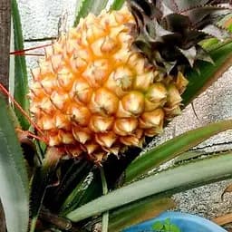 Саджанець Agro-Market Ананас Кайена (43892) 1 шт. в упаковці