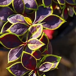 Саджанець Agro-Market Барбарис Тунберга Coronita (180924)