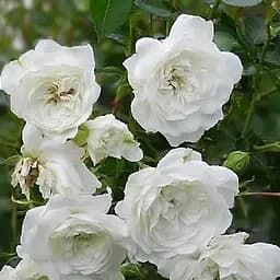 Троянда грунтопокривна Agro-Market Сван біла махрова саджанець класу АА+ вищий сорт 1 шт. в упаковці (20962)