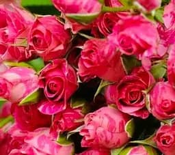 Agrobox с саженцем обильно цветущей розы Agro-Market 1 шт. в упаковке (48052)