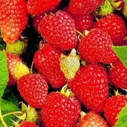 Малина Agro-Market "Лыбидь" (ремонтантый крупноплодный и неприхотливый сорт) 1-летний саженец (189496) 1 шт в упаковке