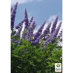 Вітекс священний (Авраамове дерево)Agro-Market Р10 висота 20-30 см (189162) 1 саджанець в упаковці 