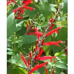 Шавлія блискуча "Elegans Mello" (186532) 1 саженец