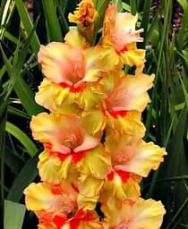 Луковица Agro-Market Гладиолус Jester 3 шт. в упаковке (176177)