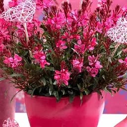 Гаура lindheimeri "Gaudi Red" (вазон С1.5 ефектний багаторічник) (189497) 1 саженец