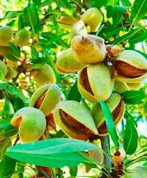 Саджанець Agro-Market Мигдаль солодкий Вікторія (ранній термін дозрівання) 1 шт. в упаковці (23605)