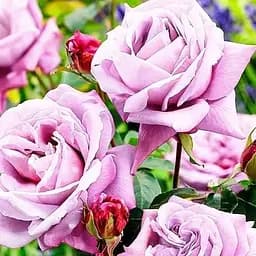 Роза плетистая Agro-Market Деклик саженец класса АА+ высший сорт 1 шт. в упаковке (178161)