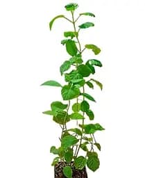 Гортензія Agro-Market Grandiflora деревоподібна 2-х річна висота саджанця 20-30 см 1 саджанець в упаковці - мініатюра 4