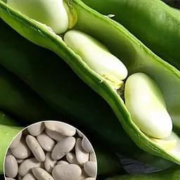 Фасоль "Жемчужина средняя" ТМ "Весна" 20г (22310)