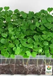 Насіння Agro-Market Мікрозелень Рукола у банці 20 г (45225) - мініатюра 4