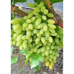 Саджанець Agro-Market Виноград Сторіччя (кишмиш, середньо-ранній термін дозрівання, грона солідні вагою до 1500г) 1 шт. в упаковці (36291)