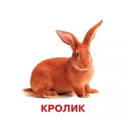 Розвиваючі картки для дітей Домашні тварини J012yD, 18 картинок - мініатюра 2