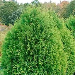 Туя западная Tip Top (вазон Р9, высота 10-20 см) (187826) 1 саженец в упаковке