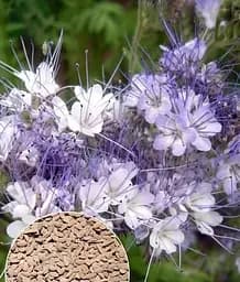 Насіння Весна Фацелія Бджолиний рай, на вагу, ціна за 10 г (32277)