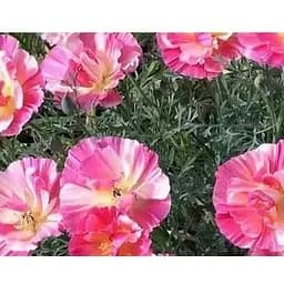 Эшшольция "Яблочный Цвет" Весна 0.3г (16033)