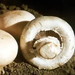 Сухий зерновий міцелій «Печериця королівська» 100г (45199)