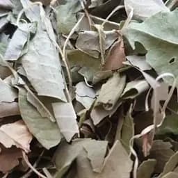 100 г бархат амурский: листья сушёные - свежий урожай