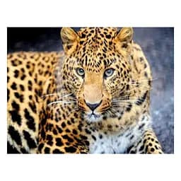 Алмазна мозаїка "Леопард" JS 25464 TK Group, 20х30 см, в коробці (6900066362101)