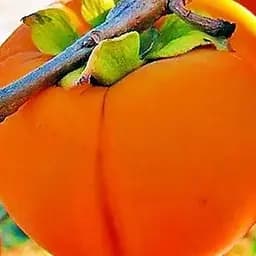 Саджанець Agro-Market Хурма на віргінській морозостійкій підщепі Зенджи мару (Шоколадниця) вищий сорт! (35901) 1 шт. в упаковці - мініатюра 9
