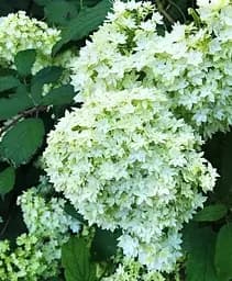 Саджанець Agro-Market Гортензія деревоподібна Hayes Starburst (180863) 1 шт. в упаковці