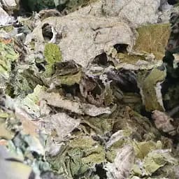 100 г лопух лист сушеный - свежий урожай