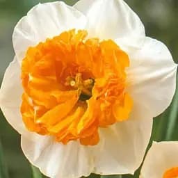 Нарцис "Czardas" (186336) 2 шт