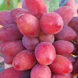 Саженец Agro-Market Виноград Богема (ранний мускат с фруктовыми нотками) 1 шт. в упаковке (155279)