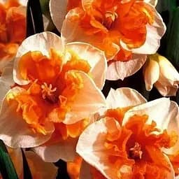 Нарцис "Love Call" (61572) 2 шт