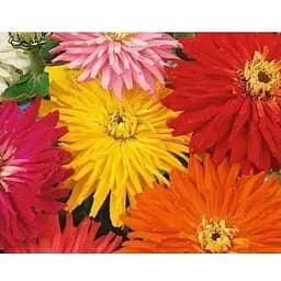 Циния "Кактусоцветковые гиганты" Весна 0.4г (16023)